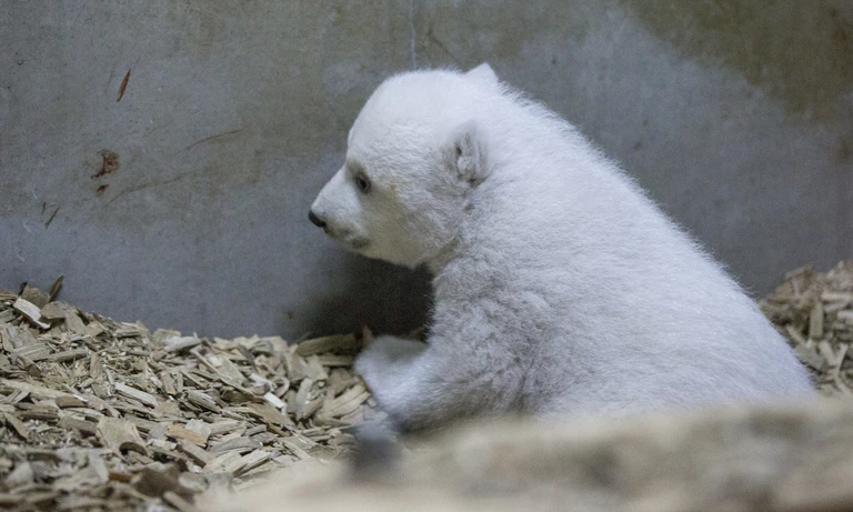 Das Eisbären-Baby im Tierpark Hellabrunn sucht einen Namen — © Foto: Tierpark Hellabrunn/Marc Müller