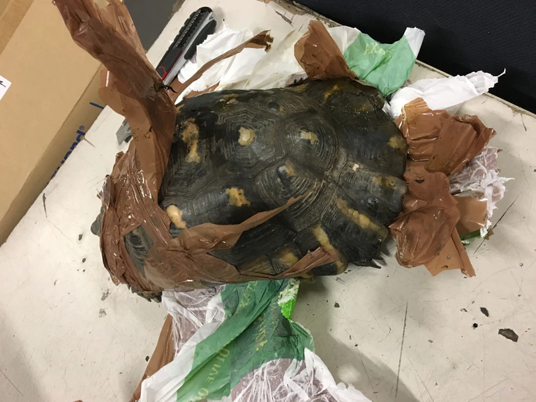 Schildkröten, Tierquälerei, Flughafen München — © Rechte:Zollamt