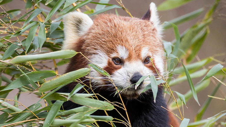 Der Tierpakr Hellabrunn hat einen neuen Roten Panda namens Justin. — © Foto: Tierpark Hellabrunn/Marc Müller