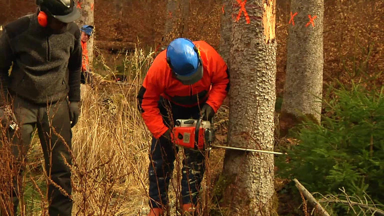 Holzfäll-Trainingseinheit der technischen Einsatzeinheit der Bereitschaftspolizei
