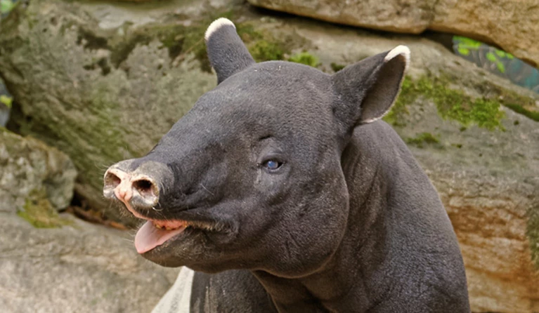 Schabrackentapir "Nemo" aus dem Tierpark Hellabrunn — © Tierpark Hellabrunn / Michael Matziol