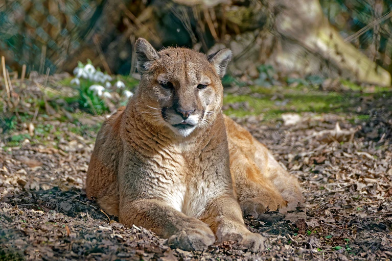 Puma im Tierpark Hellabrunn — © Tierpark Hellabrunn/Michael Matziol