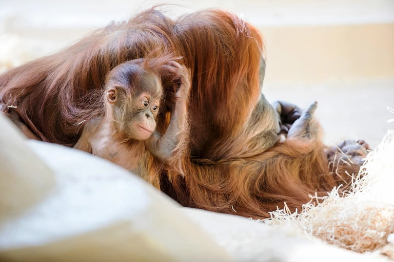 Orang-Utan-Baby laust sich — © Foto: Tierpark Hellabrunn/Marc Müller