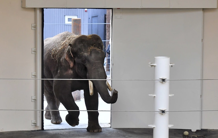 Elefantenbulle Gajendra zurück im Tierpark Hellabrunn — © Foto: Tierpark Hellabrunn/Joerg Koch