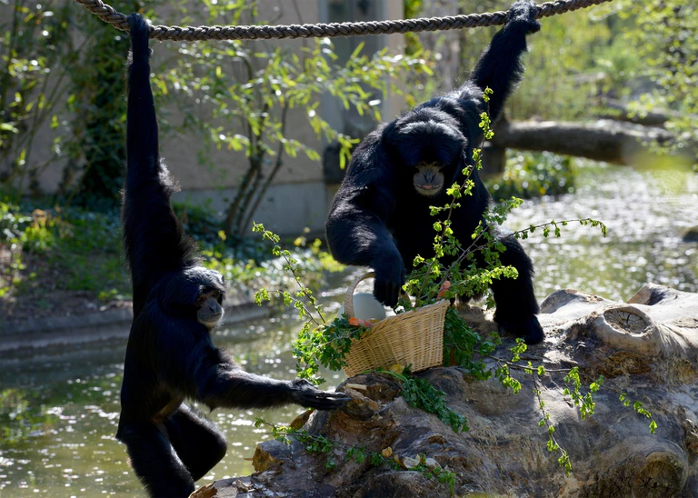 Siamang-Pärchen mit ihrem Ostergeschenk — © Foto: Tierpark Hellabrunn