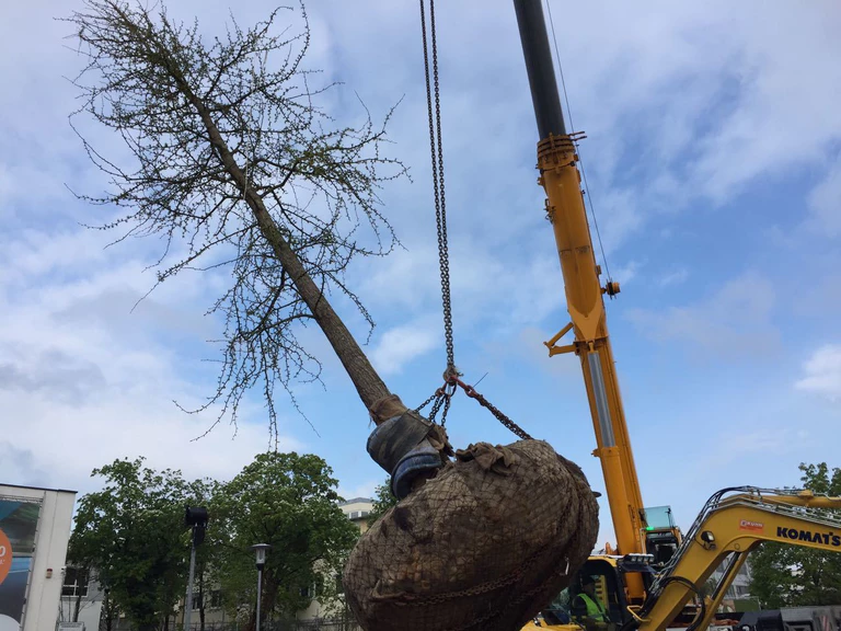 Der Ginkgo-Baum für die OEZ-Gedenkstätte wurde gepflanzt
