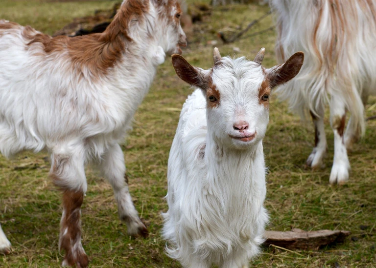  — © Tierpark Hellabrunn