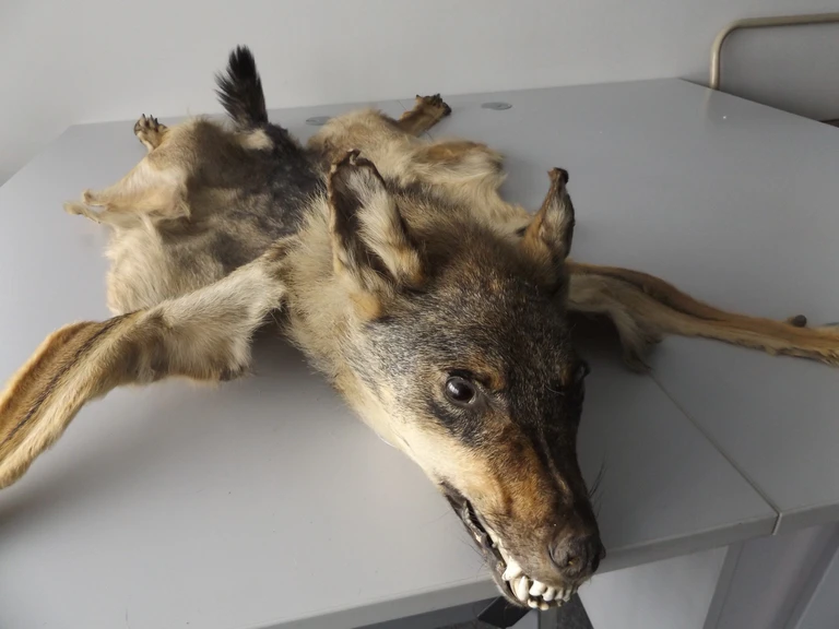 Das Hauptzollamt München hat bei einer Kontrolle einen präparierten Wolf entdeckt — © Copyright: BFV/Zoll 