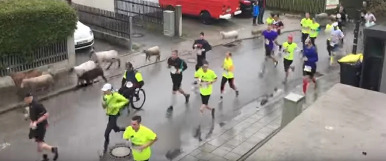 Schafe beim Wings for Life Run