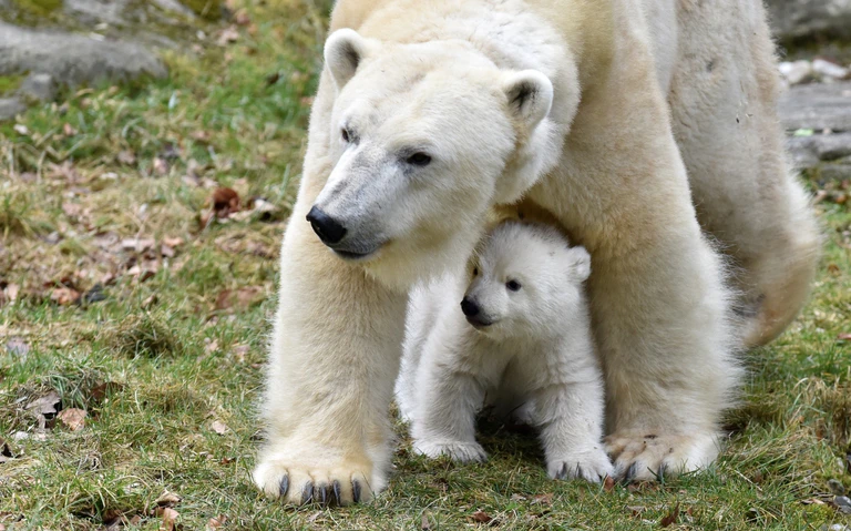 Eisbärenmama mit Baby — © Foto: Tierpark Hellabrunn