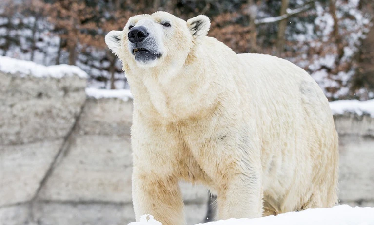 Quintanas Papa Eisbär Yoghi starb an Nierenversagen — © Tierpark Hellabrunn