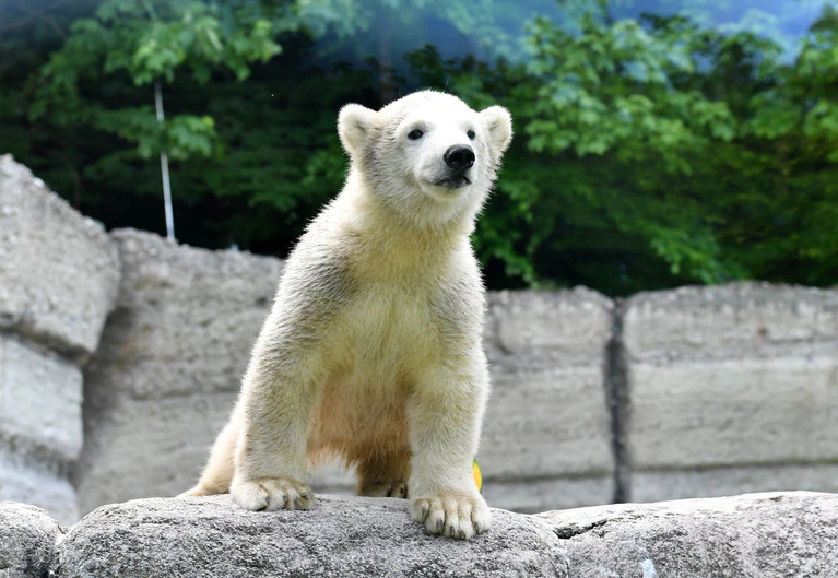 Eisbären-Nachwuchs Quintana — © Foto: Tierpark Hellabrunn