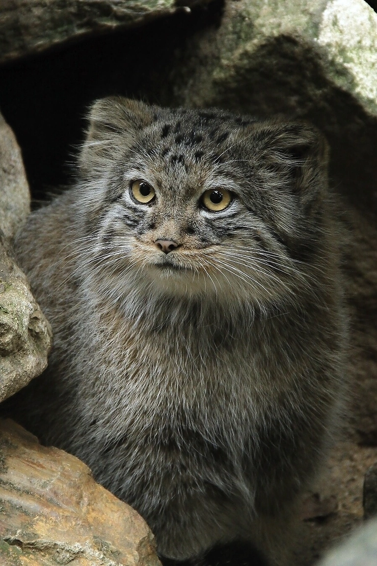 Wildkatze, Manule vom Tierpark Hellabrunn — © Foto: Tierpark Hellabrunn