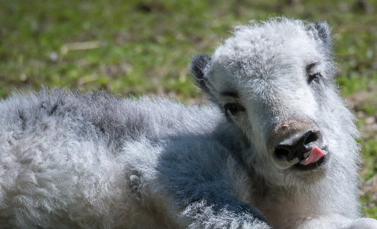 — © Tierpark Hellabrunn/Daniela Hierl