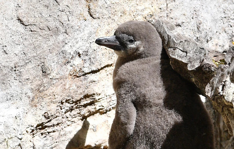 — © Grau und flauschig: Die Pinguin Küken. Foto: Joerg Koch
