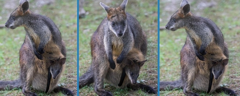  — © Fotos: Tierpark Hellabrunn / Marc Müller