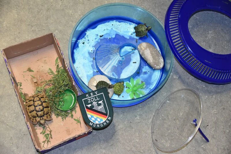 Die vom Zoll entdeckten Schildkröten in der Obhut der Auffangstation für Reptilien. — © Die vom Zoll entdeckten Schildkröten in der Obhut der Auffangstation für Reptilien. Foto: Zoll 
