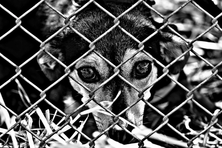 Armer Hund hinter einem Zaun — © Symbolfoto