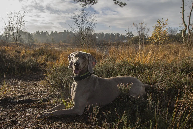 Hund - Rasse Weimaraner — © Symbolfoto