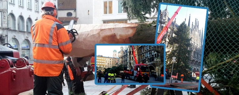  — © Der Münchner Christbaum 2017 am Marienplatz steht!