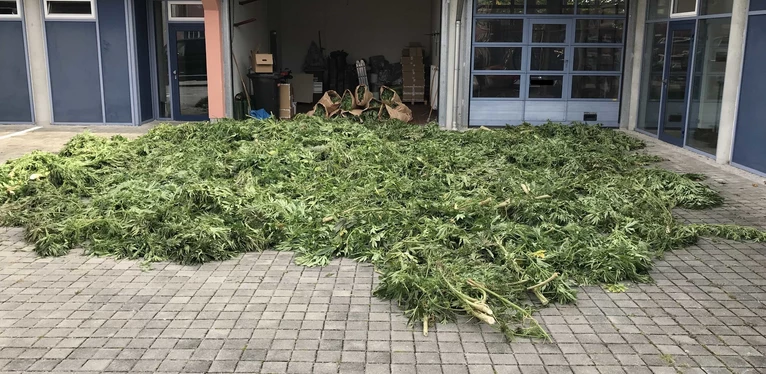 Cannabispflanzen im Maisfeld — © Foto: Kriminalpolizei Fürstenfeldbruck