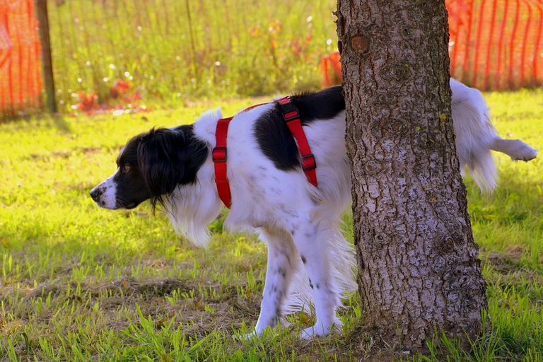 Ein Hund der pinkelt