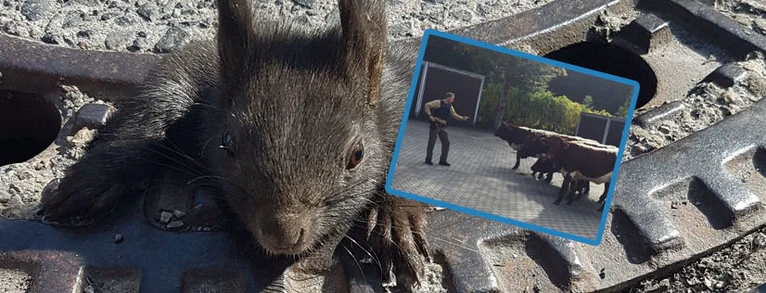 Tierische Einsätze 2017