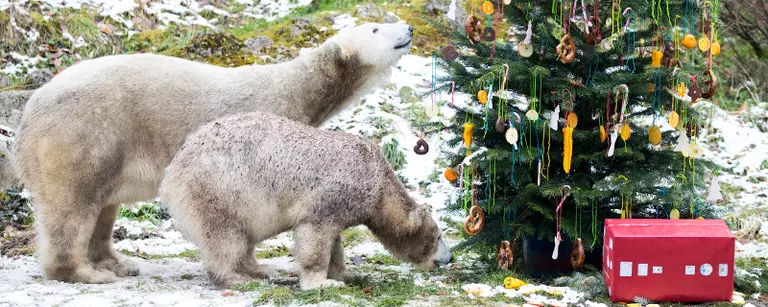 Auch Eisbären freuen sich an Weihnachten über Geschenke — © Foto: Tierpark Hellabrunn / Marc Müller