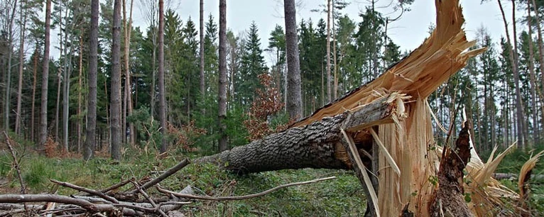 Umgeknickter Baum nach einem Sturm — © Symbolfoto