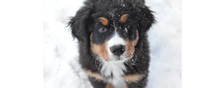 Hund im Schnee