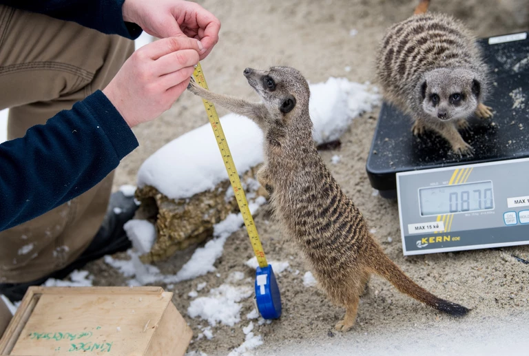 — © Inventur bei den Erdmännchen. Bild: Marc Müller