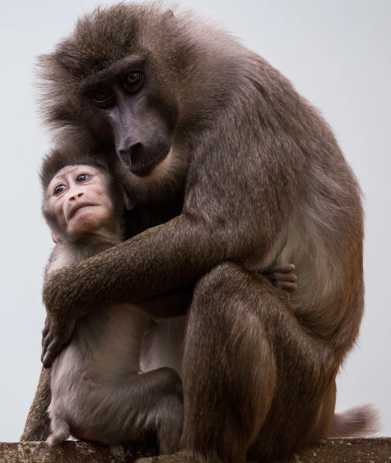  — © Drill-Baby Ramos mit seiner Mutter Kaduna. Bild: Tierpark Hellabrunn/Marc Müller