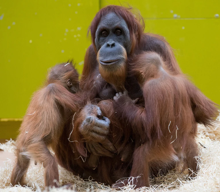 — © Orang-Utan-Dame Jahe mit ihrem Baby. Bild: Tierpark Hellabrunn/Marc Müller