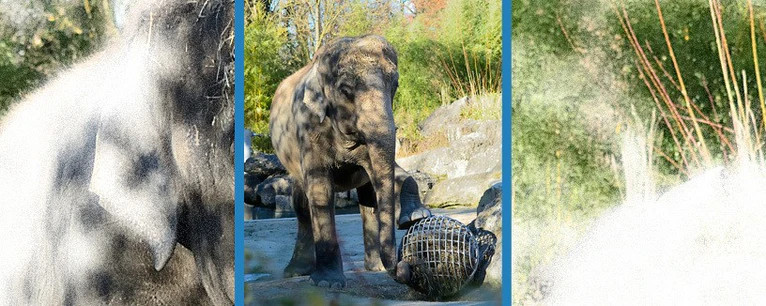 — © Foto: Tierpark Hellabrunn / Marisa Segadelli