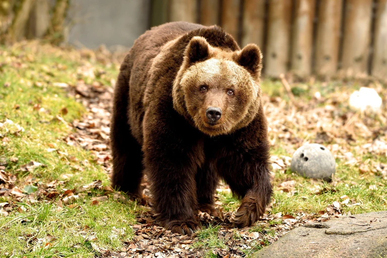 Braunbärin Olga im Münchner Tierpark Hellabrunn — © Foto: Tierpark Hellabrunn / Michael Thomas
