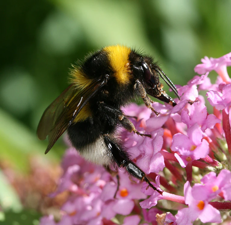 Wildbiene auf einer Blüte — © Deutsche Wildtier Stiftung