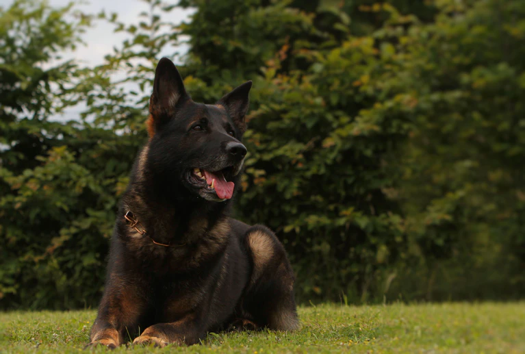Zoll Spürhund Vimo — © Foto: Zoll