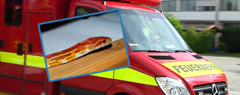 Die Feuerwehr konnte die Kornnatter wieder einfangen — © Symbolfoto