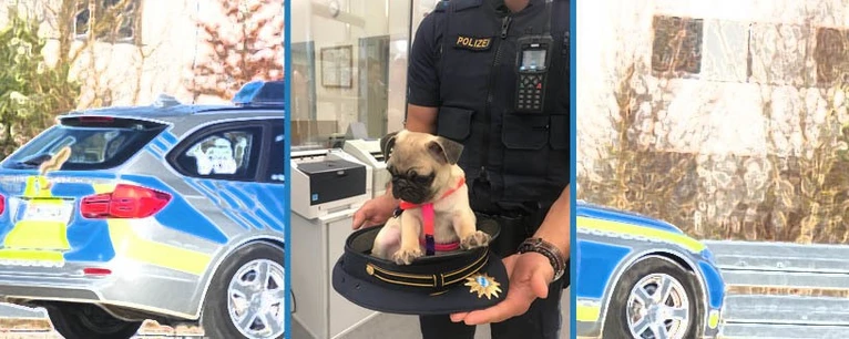 Der Welpe, der ins Tierheim gebracht wurde — © Foto Welpe: Polizei