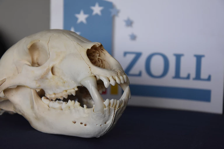 Diesen präparierten Bärenschädel entdeckten Zöllner am Münchner Flughafen in einem Paket — © Zoll