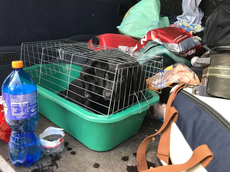 Der Zoll hat zwei Hundewelpen in einem bulgarischen Kleintransporter entdeckt — © Foto: Zoll