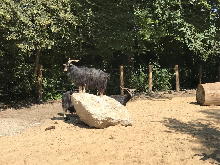 Die heimischen Arten stehen im Fokus des neu eröffneten Mühlendorfs im Münchner Tierpark Hellabrunn. — © Philipp Hartmann