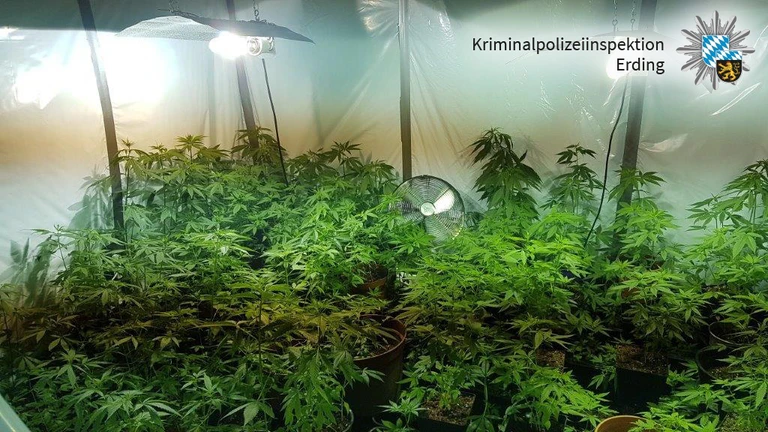Falschgeld führte die Polizei zu einer Cannabisplantage. — © Kriminalpolizeiinspektion Erding