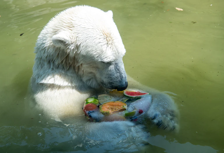 Eisbärdame mit erfrischender Abkühlung in Hellabrunn — © Hellabrunn - Marc Müller