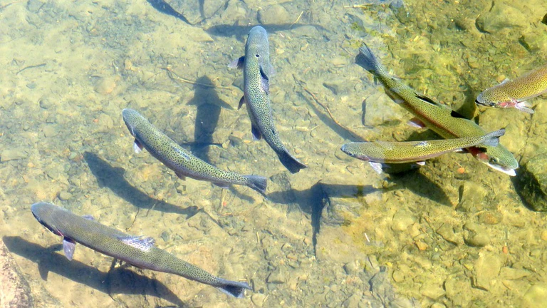 Forellen in der Isar — © Symbolfoto