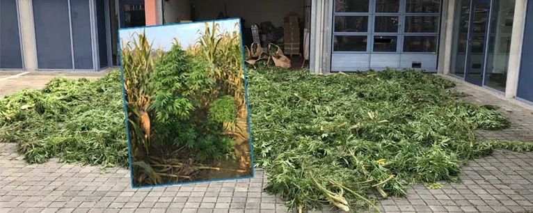 marihuana cannabis im maisfeld entdeckt dachau