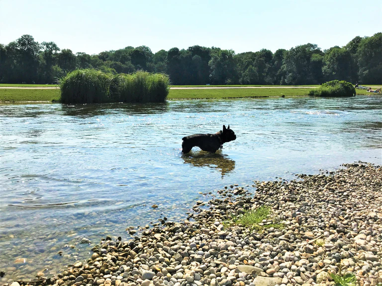 Hund kühlt sich im Englischen Garten im Wasser ab
