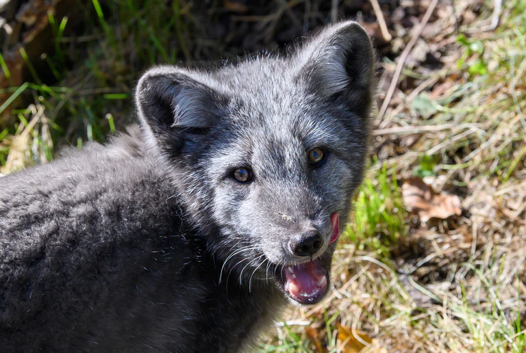 Im Tierpark Hellabrunn wohnen jetzt 2 neue Polarfüchse — © Foto: Joerg Koch