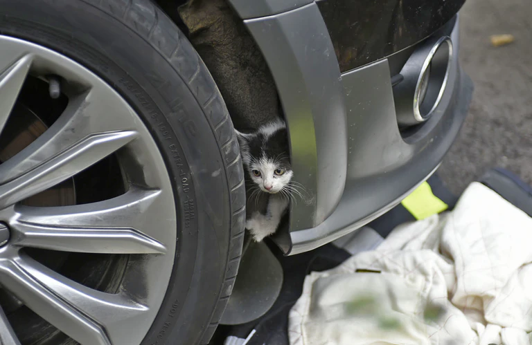 Katze aus Auto befreit  — © Foto: Berufsfeuerwehr München 