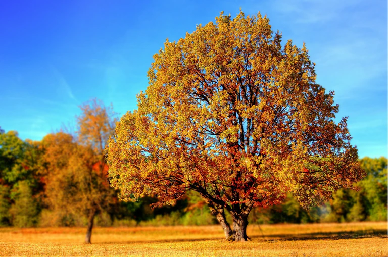 herbst, blätter, golden, freizeit